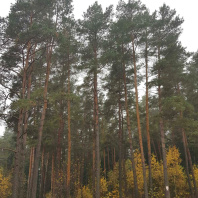 Фотография Продается коттедж г. Минск, Горбатова ул. - фото 9