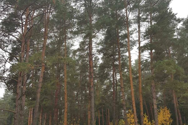 Продается коттедж г. Минск, Горбатова ул. - фото 9