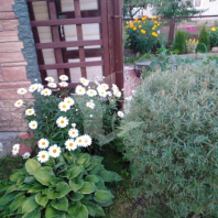 Фотография Продается дача с/т. Оптик-Узборье - фото 9