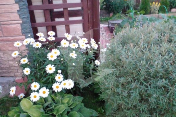 Продается дача с/т. Оптик-Узборье - фото 9