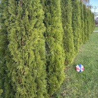 Фотография Продается коттедж д. Цнянка, Заречная ул., д. 7 - фото 5