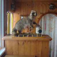 Фотография Продается дача с/т. Свитанак-Перхурово - фото 11