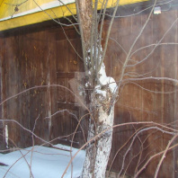 Фотография Продается дача с/т. Свитанак-Перхурово - фото 15