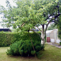 Фотография Продается дача с/т. Вежа-89 - фото 17