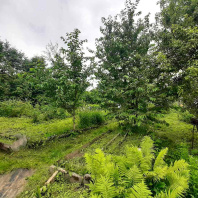 Фотография Продается дача с/т. Птичь-2 - фото 3