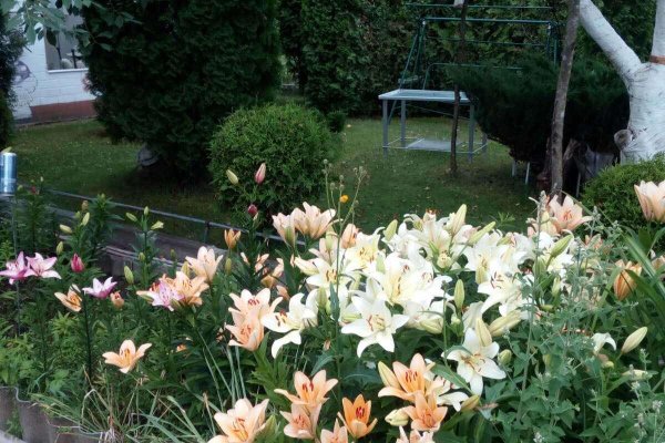 Продается дача с/т. Вежа-89 - фото 5