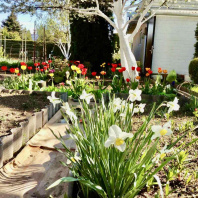 Фотография Продается дача с/т. Вежа-89 - фото 8