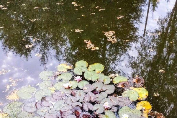 Продается дом с/т. Родник-2009 - фото 14