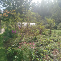 Фотография Продается дача с/т. Сосны-Сад - фото 12