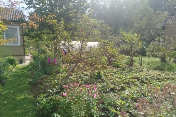 Продается дача с/т. Сосны-Сад - фото 12