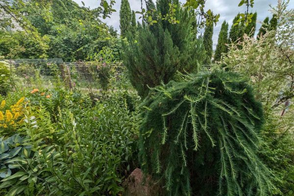 Продается дача с/т. Горошки - фото 5