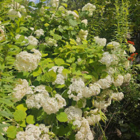 Фотография Продается дача с/т. Горошки - фото 8