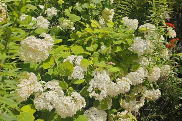 Продается дача с/т. Горошки - фото 8