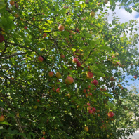 Фотография Продается дача с/т. Горошки - фото 7