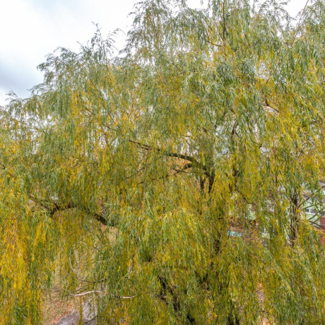 Фотография 2-комнатная квартира по адресу Мавра ул., д. 42 - фото 15