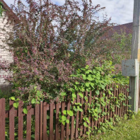 Фотография Продается дача с/т. Сосны-Сад - фото 12