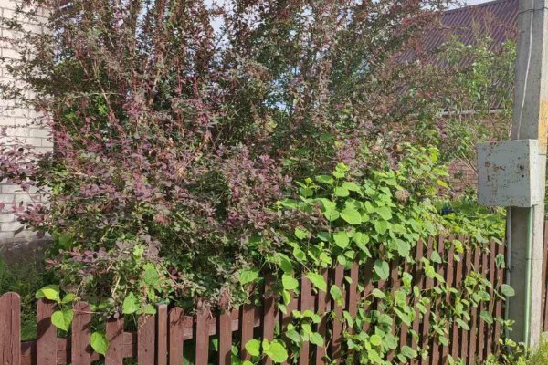 Продается дача с/т. Сосны-Сад - фото 12