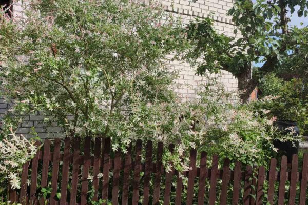 Продается дача с/т. Сосны-Сад - фото 11