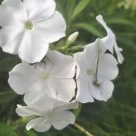 Фотография Продается дом с/т. Физик - фото 5