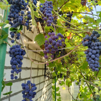 Фотография Продается дом с/т. Физик - фото 6